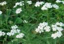 STOLISNIK, Achillea millefolium L., Herba Achilleae, Hajdučka trava, šporiš,kunica, petrovsko cvijeće, rman, stolis, Common Yarrow, Milfoil
