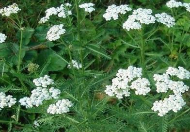 STOLISNIK, Achillea millefolium L., Herba Achilleae, Hajdučka trava, šporiš,kunica, petrovsko cvijeće, rman, stolis, Common Yarrow, Milfoil