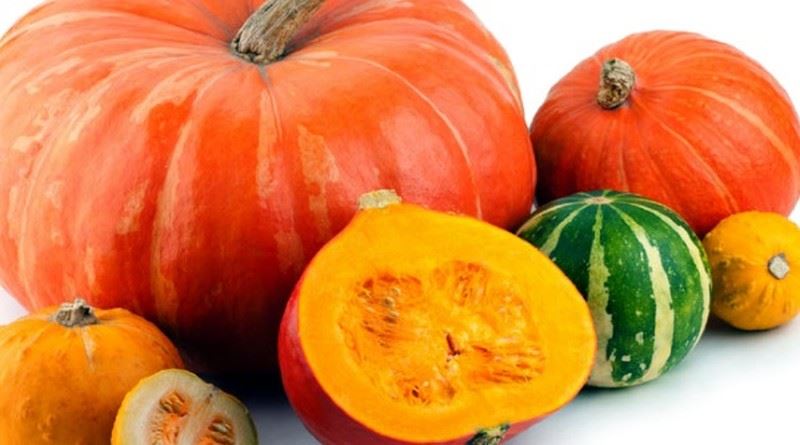 BUNDEVA-TIKVA, Cucurbita pepo L., Bijela buča, bundeva, misirača, žuta bundeva, Semen cucurbitae