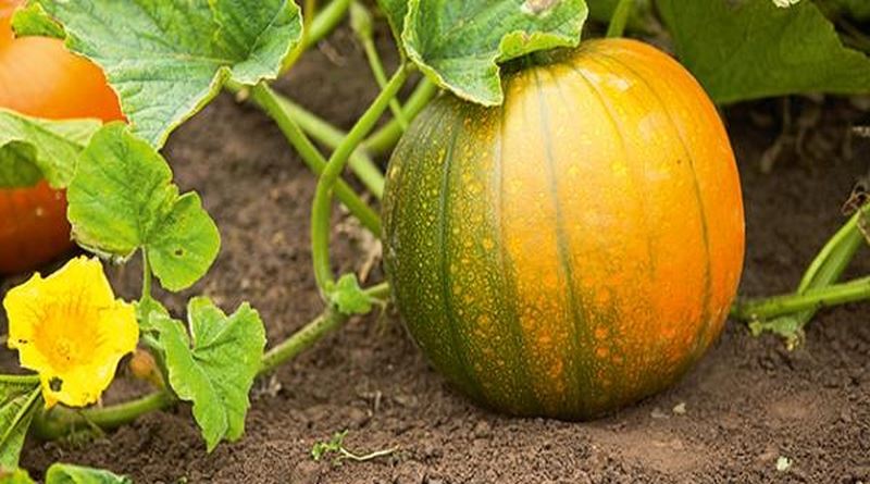 BUNDEVA-TIKVA, Cucurbita pepo L., Bijela buča, bundeva, misirača, žuta bundeva, Semen cucurbitae