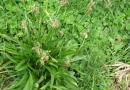 TRPUTAC ŽENSKI, Dugi trputac, kopljasta bokvica, sabljasti trputac, trpotec, ženska bokvica, Plantago lanceolata