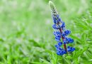 Ljekovita svojstva Lupine