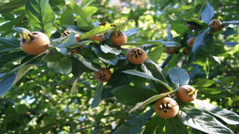 musmula biljnamedicina